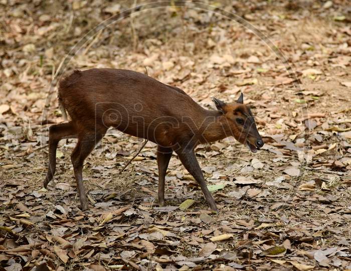 Deer In Guwahati Zoo
