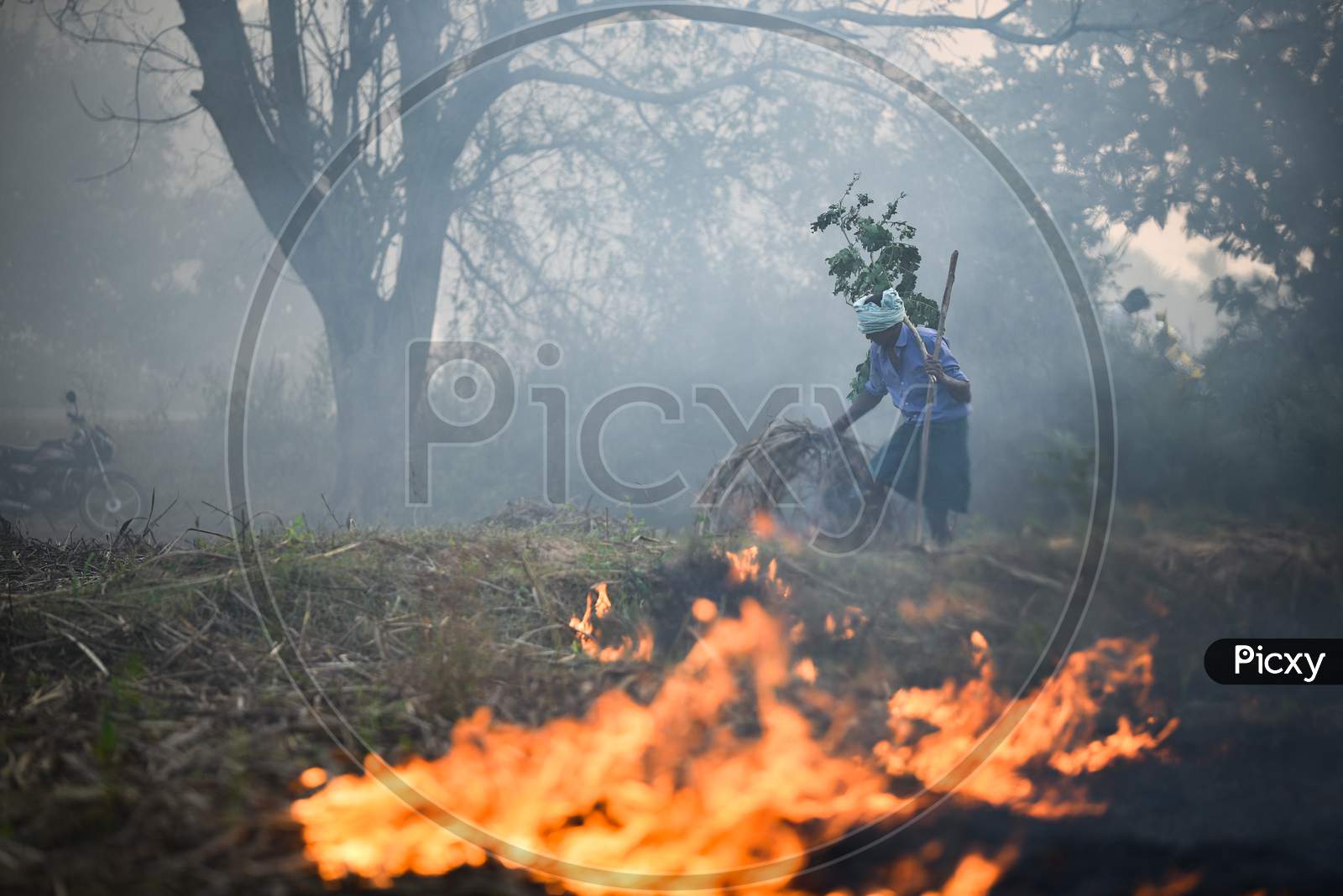 A Farmer watches the Stubble Burning or Crop Burning of the remains of his Sugar Cane Crop causing severe air pollution and smoke