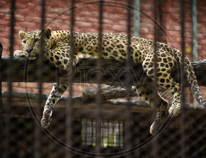 Cheetah Or Leopard In Zoo
