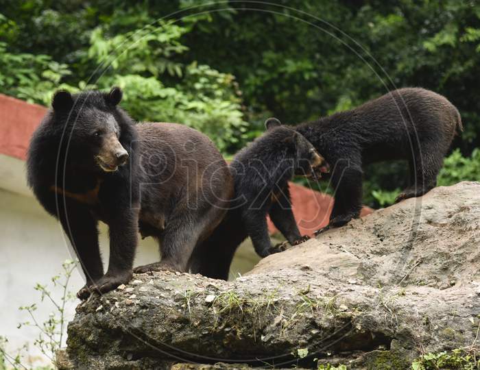 Back Bear In Guwahati Zoo
