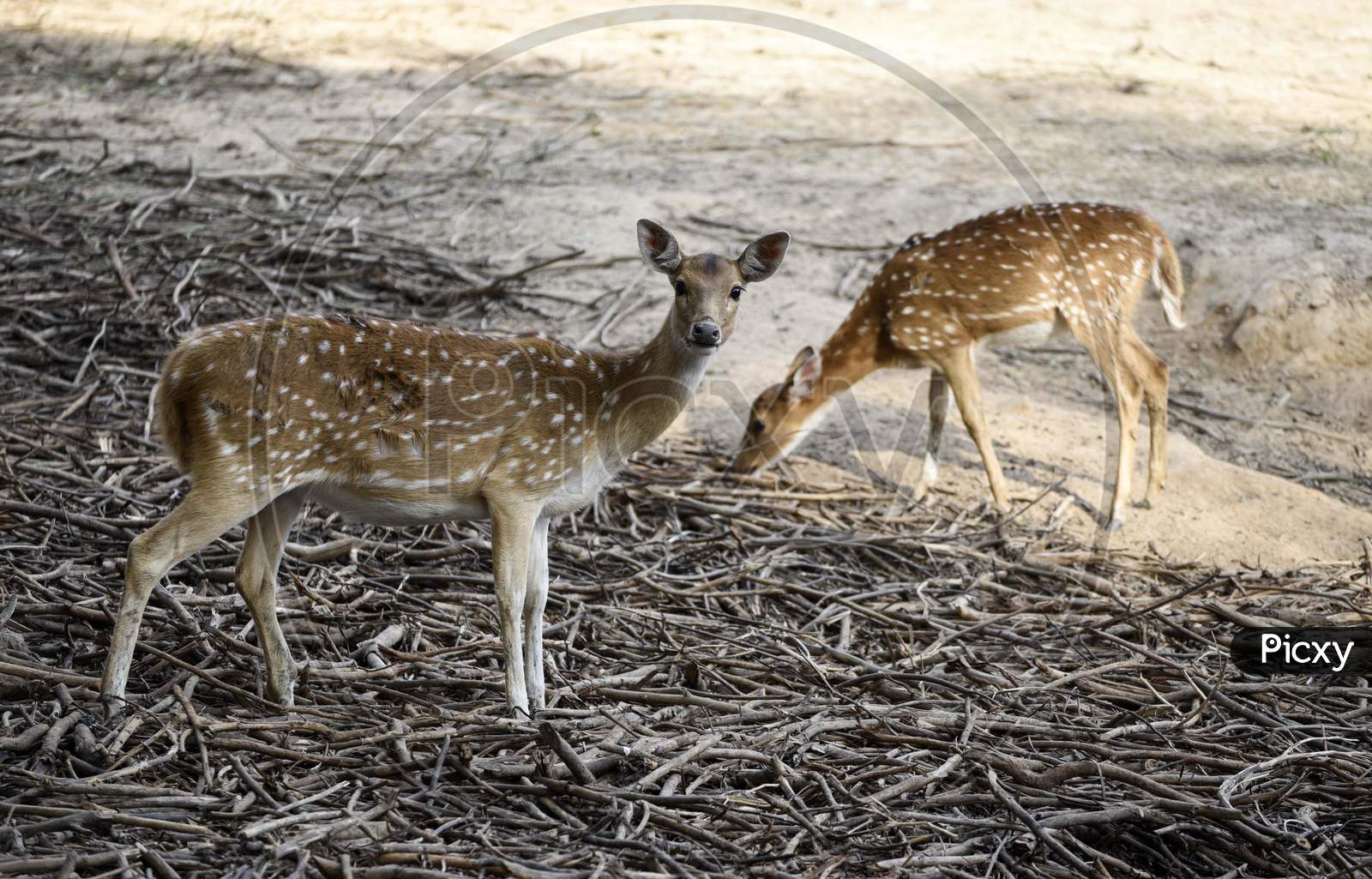 Spotted Deer At Assam State Zoo, In Guwahati