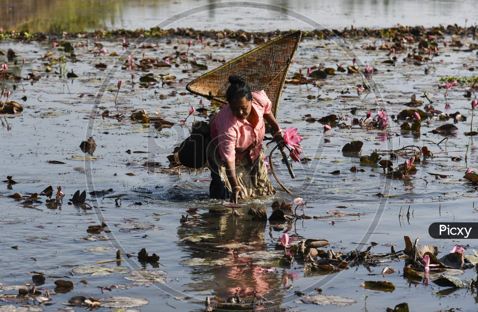 Women Fishing In A Lake, In A Village, In Morigaon District Of Assam