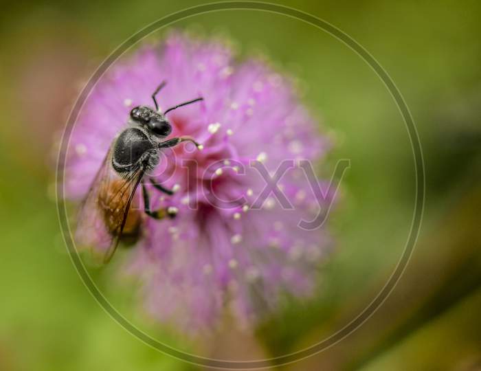Honey Bee On a Flower