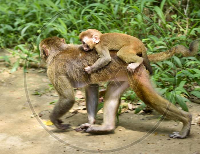 Monkey With Baby