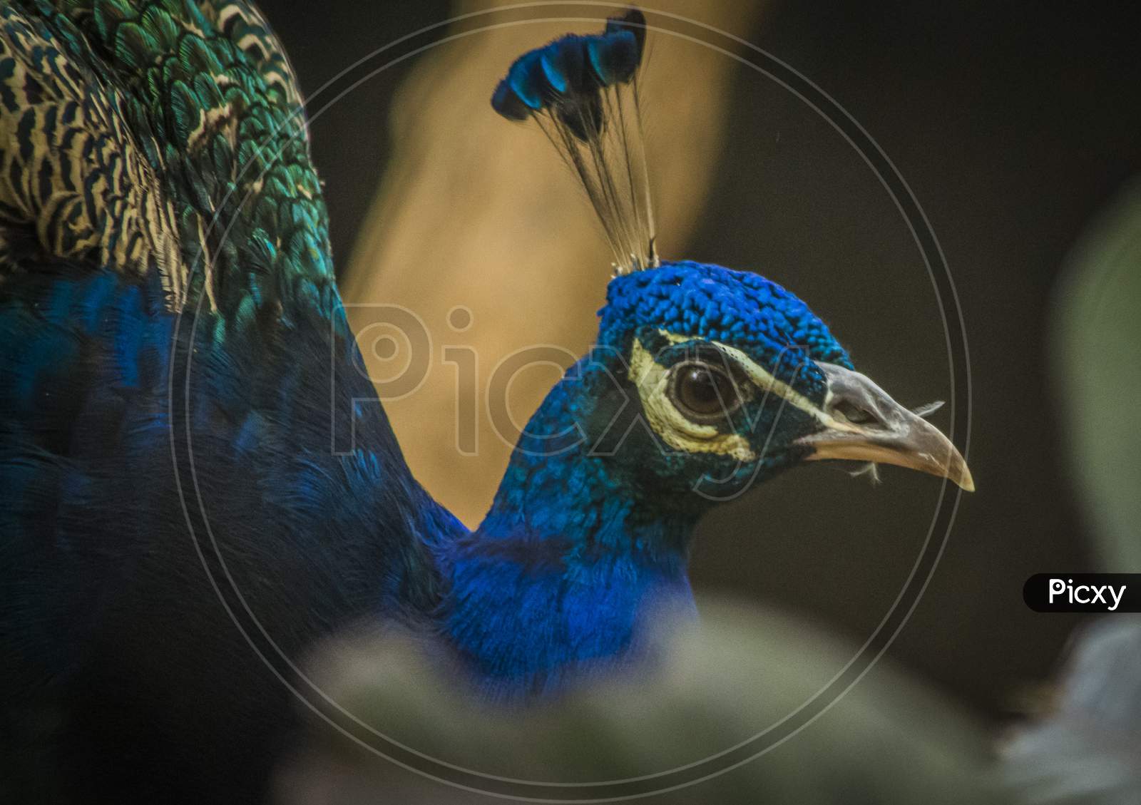 Peacock Head Closeup