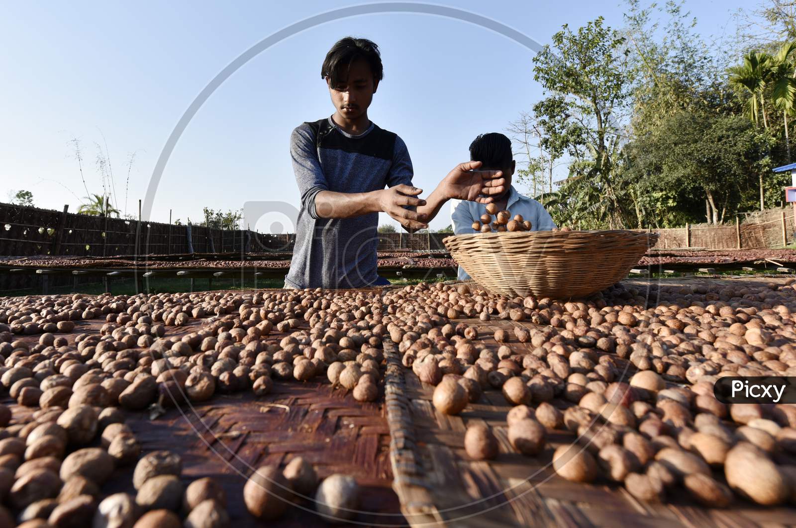 Man Sorts Dried Areca Nuts, Also Known As Betel Nuts Or Supari, At Howly In Barpeta District Of Assam.