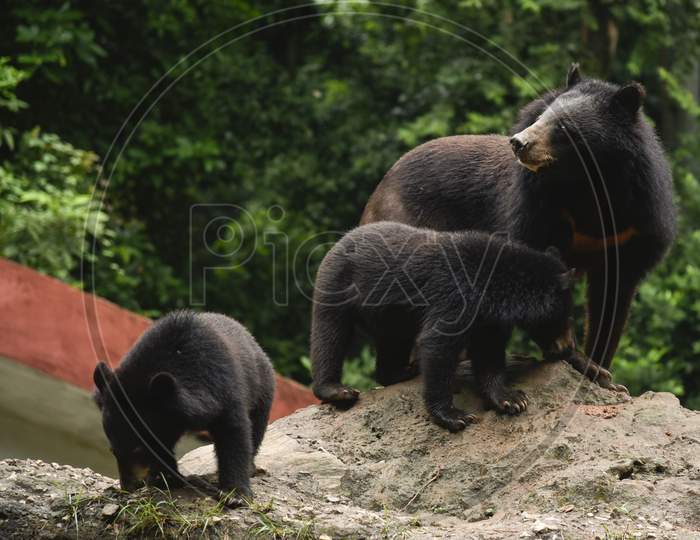 Back Bear In Guwahati Zoo