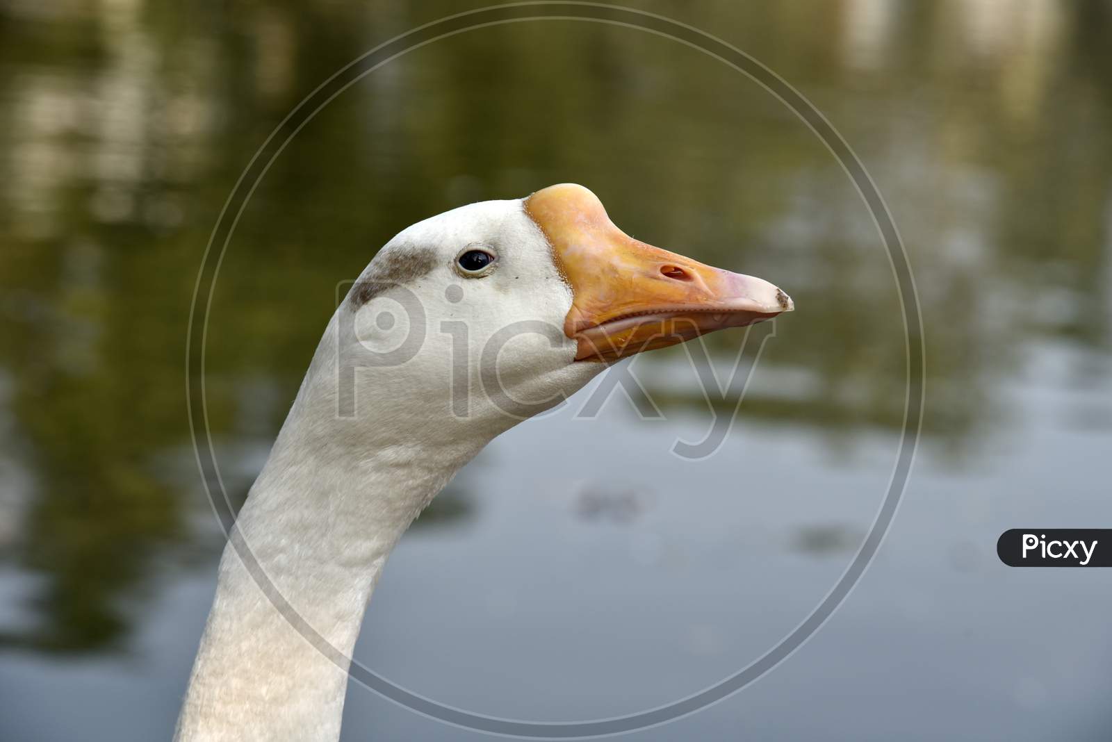Head And Neck Of A Goose