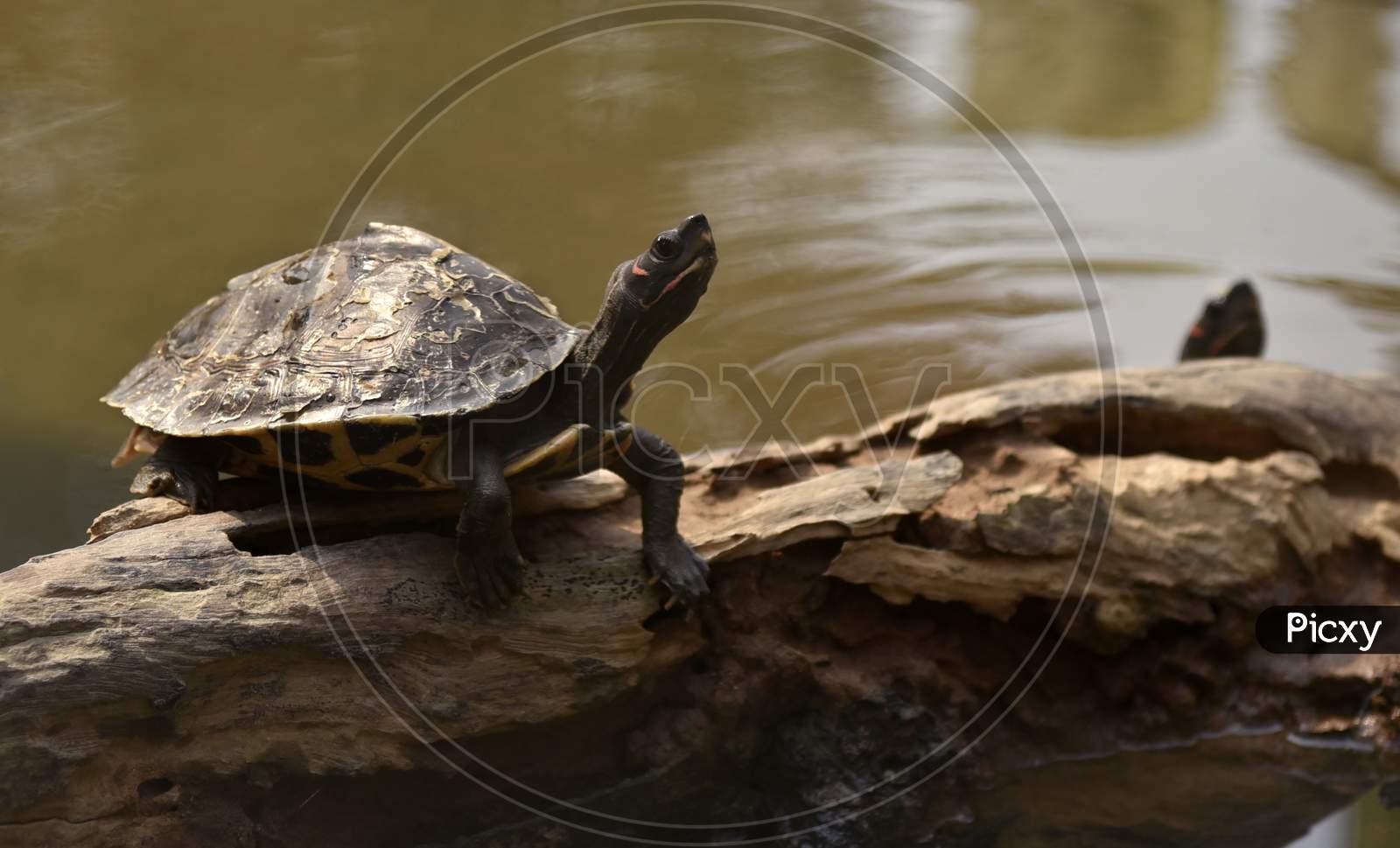 Image Of Assam Roofed Turtle Also Known As Sylhet Roofed Turtle Bask In The Sun Qc610800 Picxy 