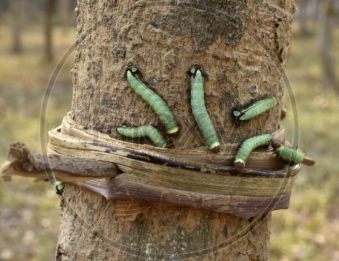 Caterpillars  On a Tree Stem
