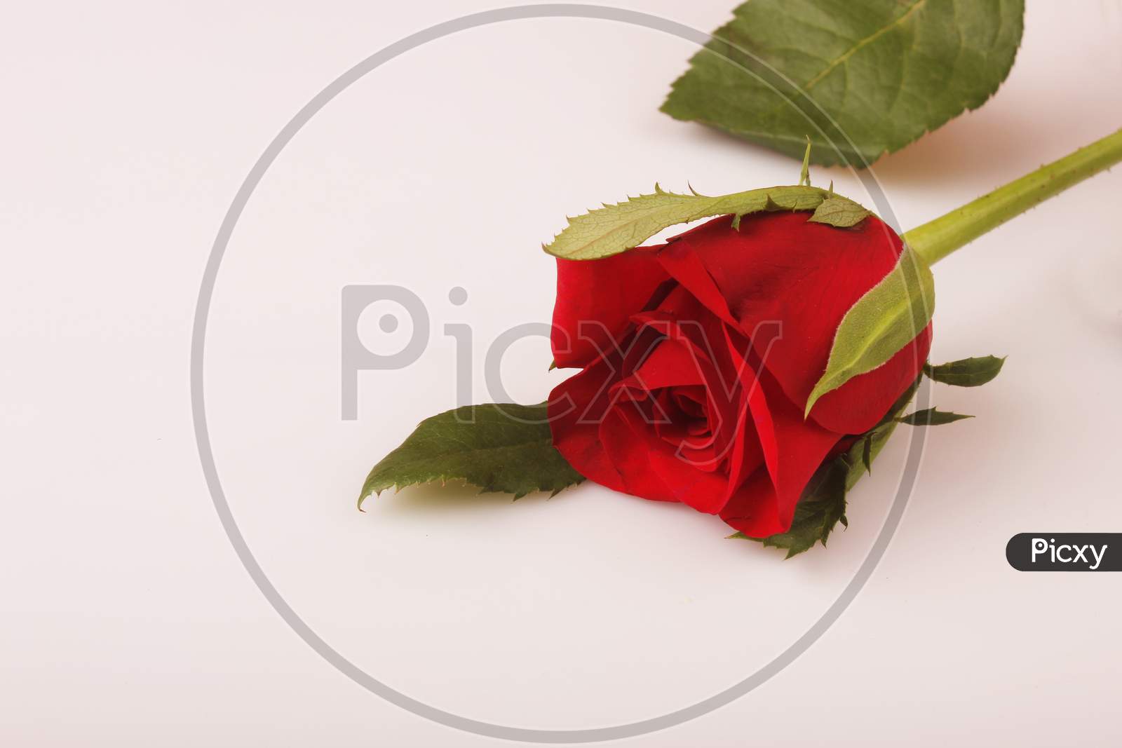 Red Rose Flower Over an Isolated White Background