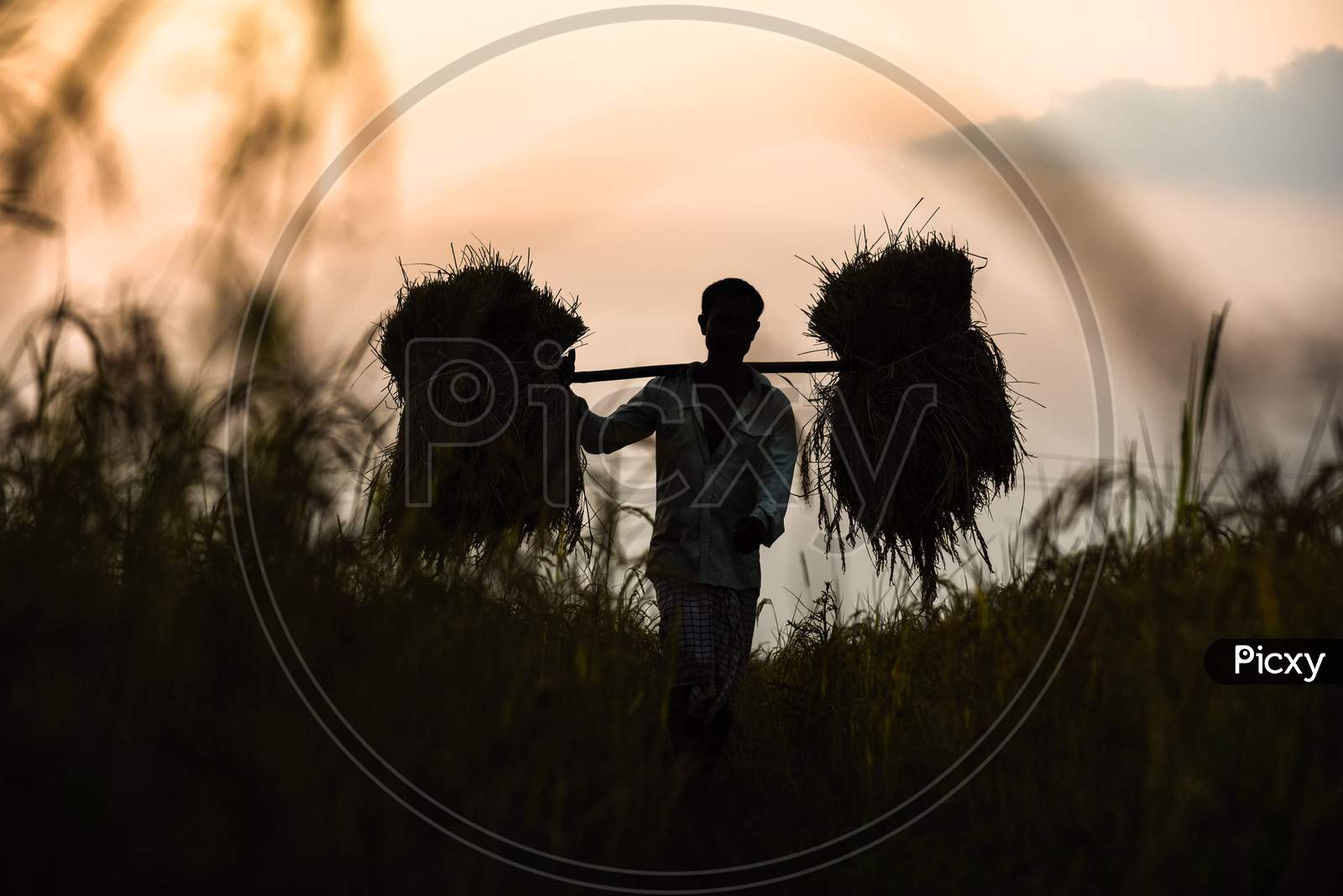 Silhouette  Farmer Carries His Harvested Paddy During Sunset, At Saderi Village In Barpeta District Of Assam