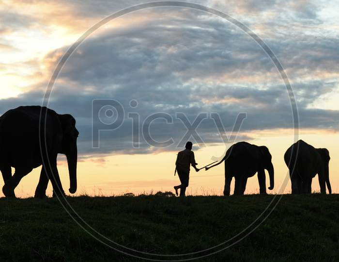 Mahout Guides His Elephants, At The Kaziranga National Park At At Sunset In Golaghat District Of Assam In India