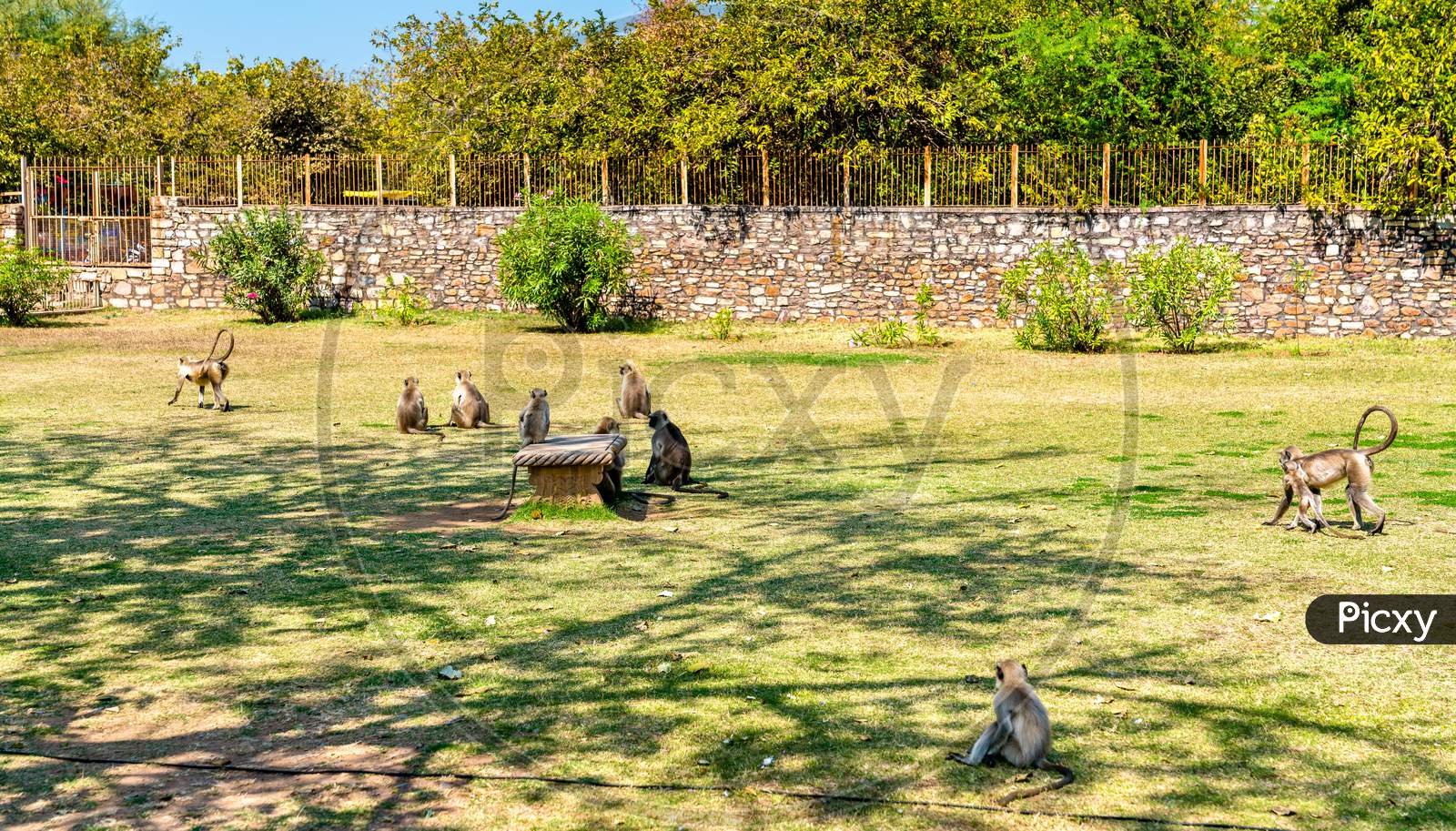 Gray Langur Monkeys At Chittorgarh Fort - Rajasthan, India