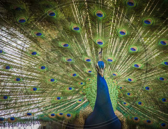 Peacock With Feathers Open