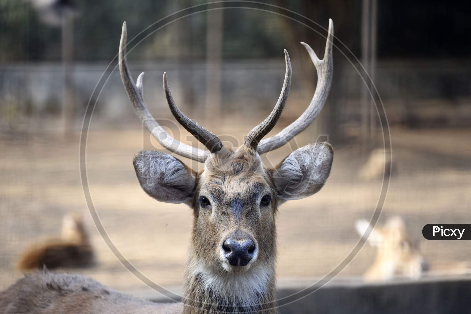A Horned Deer At Assam State Zoo, In Guwahati