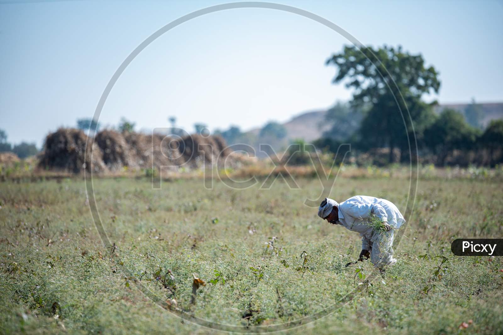 A farmer from Juvvadi Village,telangana collects coriander from a field
