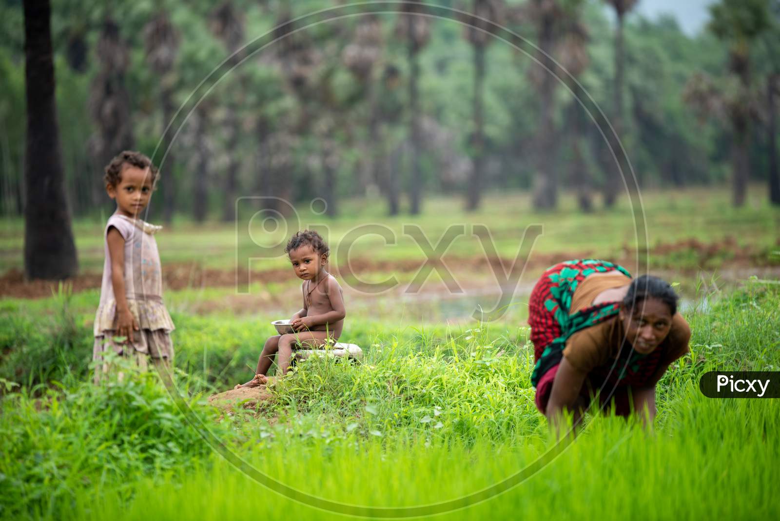 Rural Village Children  In Green Paddy Fields