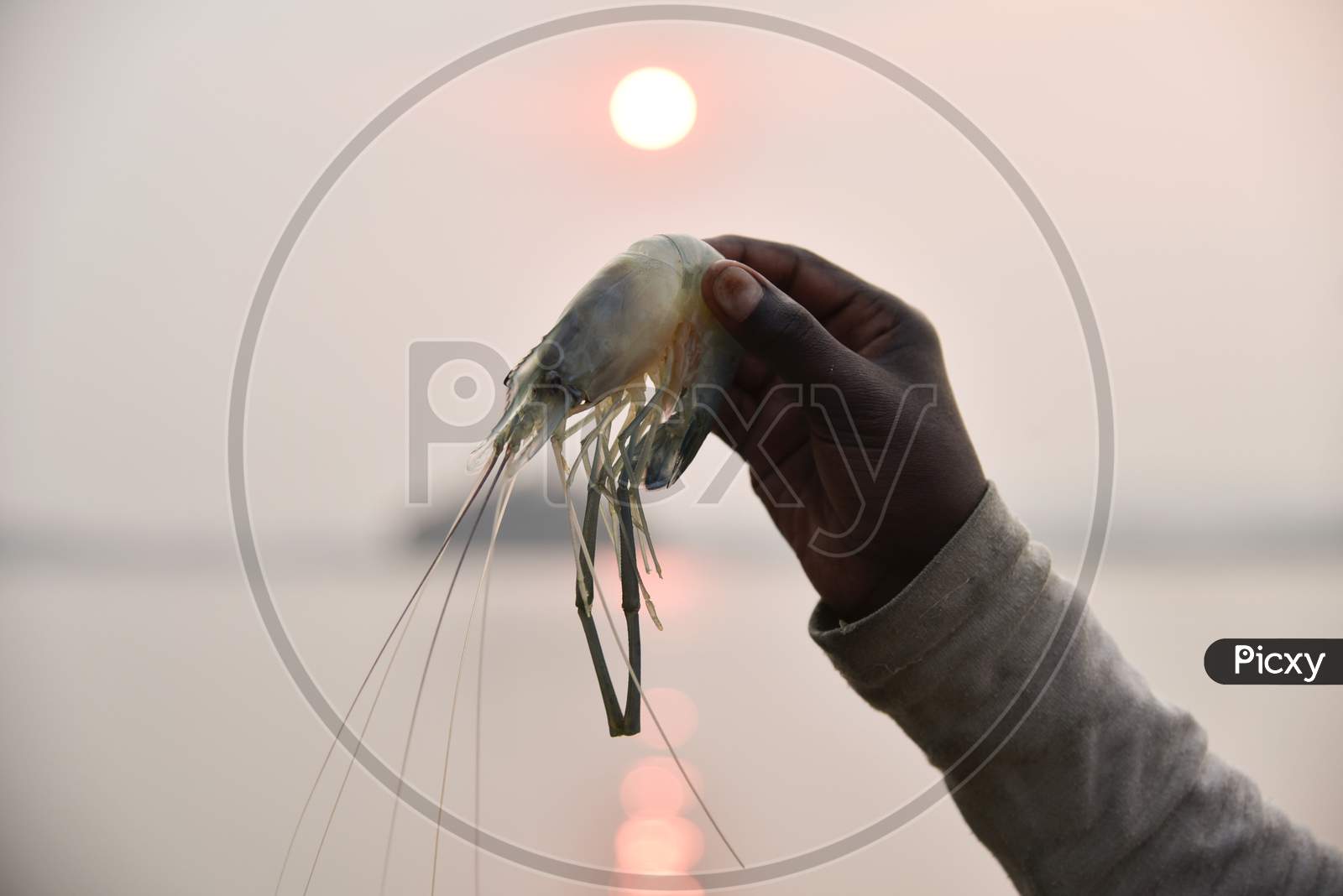 An Indian Fisherman Show His Catch In The Brahmaputra River At Sunset In Guwahati