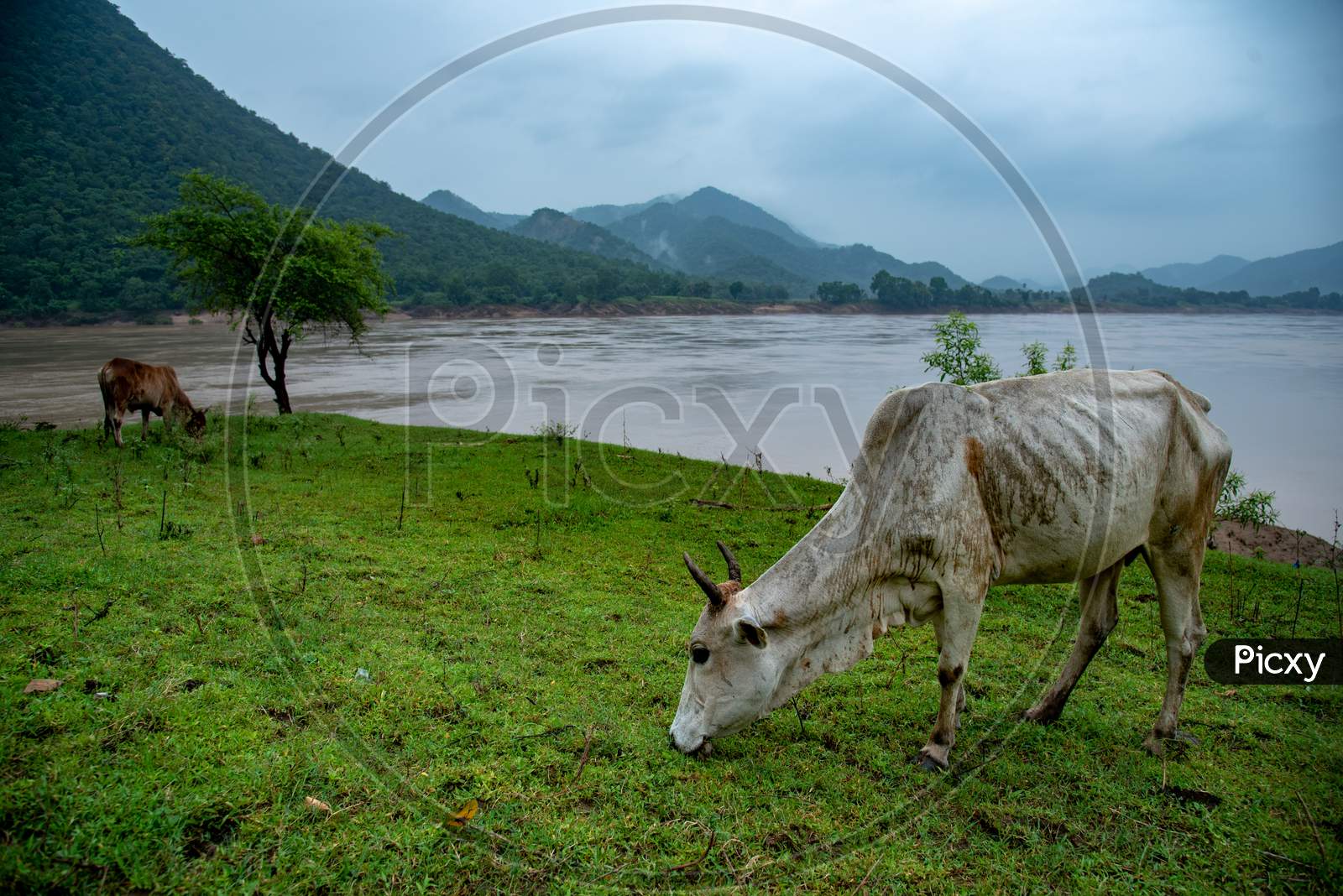 Cattle graze a land as River Godavari's flood water flows at Katkuru