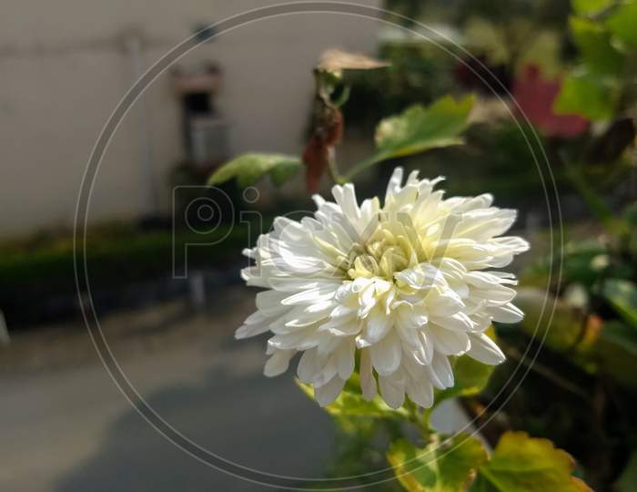 Flower Blooming On Plant
