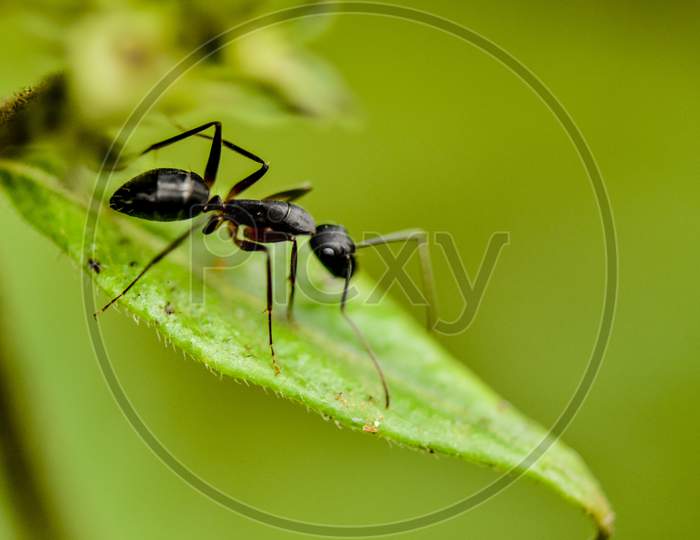 Black Ant on a Leaf
