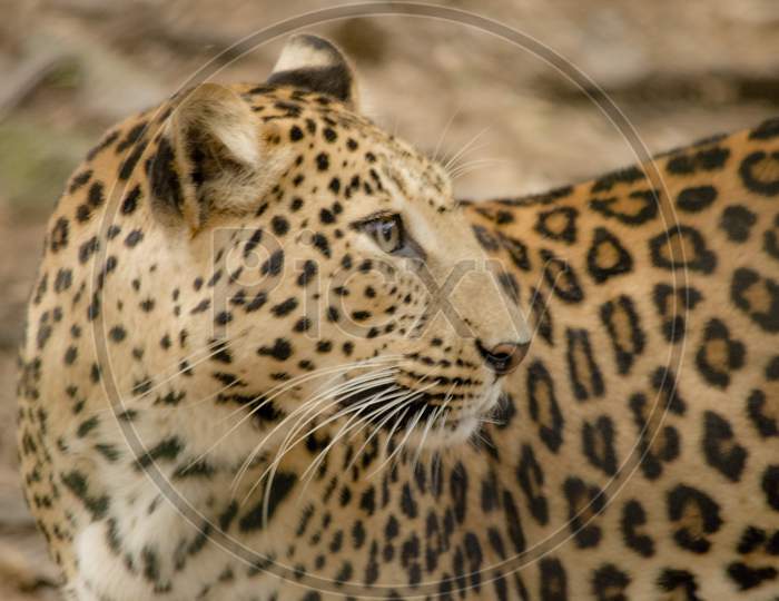 Cheetah Of Leopard