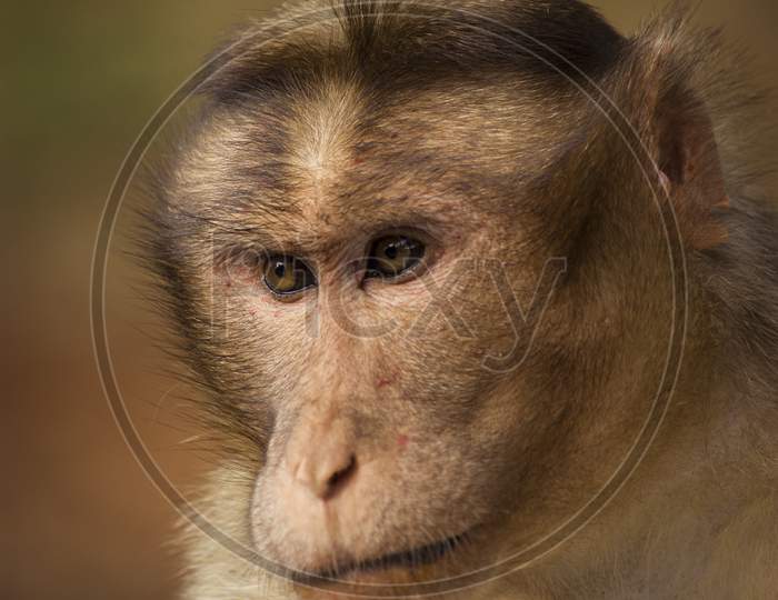Monkey Face Closeup