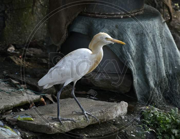 Egrets In The Banks Of Brahmaputra River.