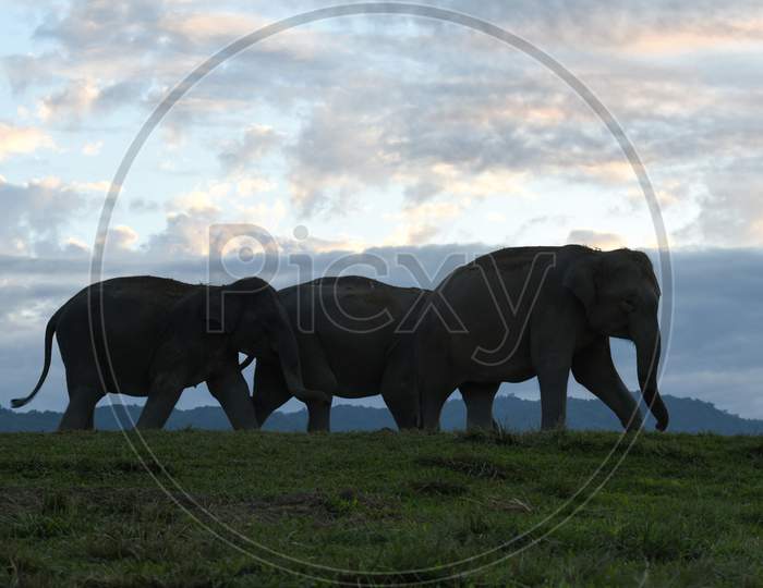 Silhouette Elephants Walking At Sunset In Kaziranga National Park, Some 220 Km From Guwahati, The Capital City Of India'S Northeastern State Of Assam