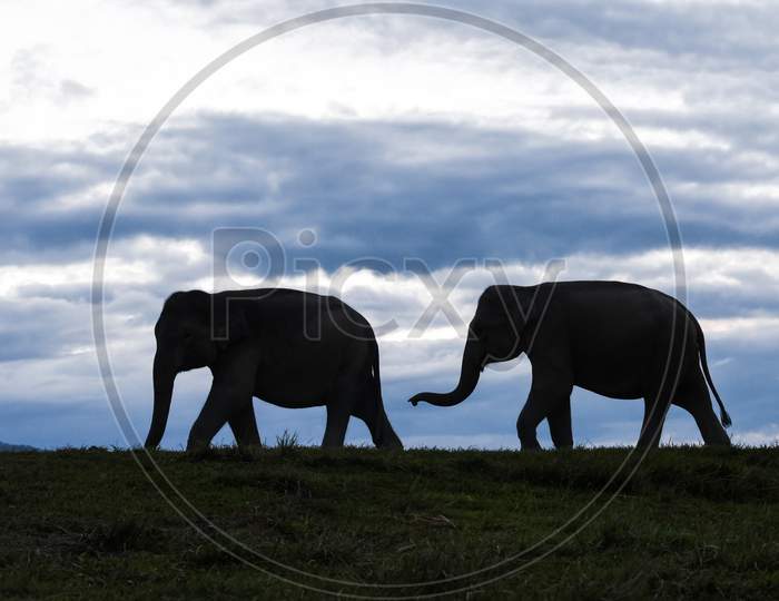 Silhouette Elephants Walking At Sunset In Kaziranga National Park, Some 220 Km From Guwahati, The Capital City Of India'S Northeastern State Of Assam
