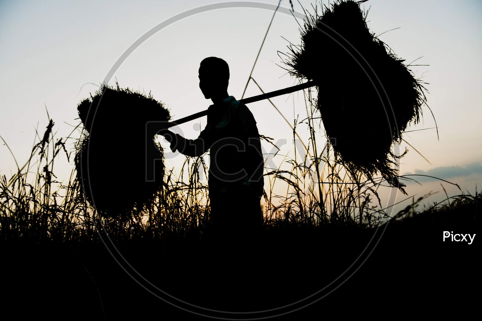 Silhouette  Farmer Carries His Harvested Paddy During Sunset, At Saderi Village In Barpeta District Of Assam