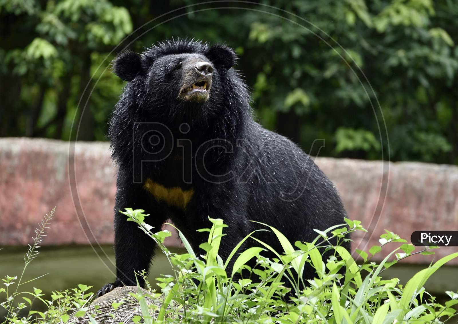 Wild Bear In Guwahati Zoo