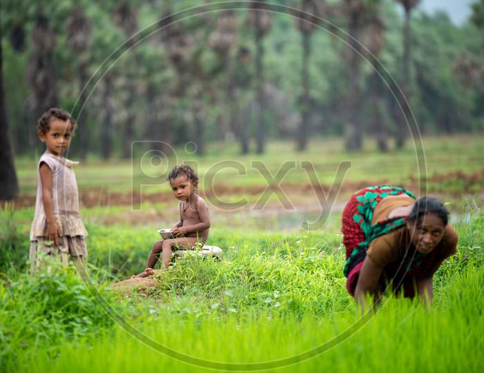 Rural Village Children  In Green Paddy Fields