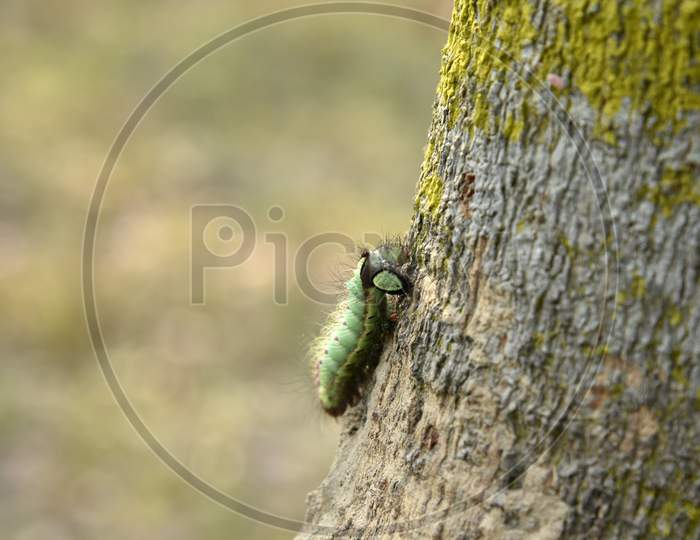 Caterpillars  On a Tree Stem