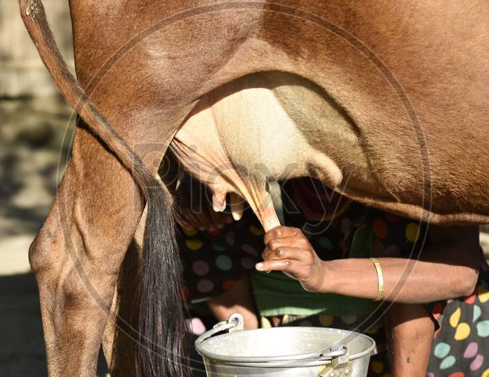 Indian Woman Milk A Cow By Hand, At Sarbhog In Barpeta District Of Assam