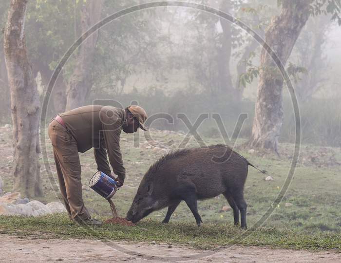 A Forest Guard Feeding A Wild Boar In A Foggy Morning, In Kaziranga National Park In Golaghat District Of Assam In India