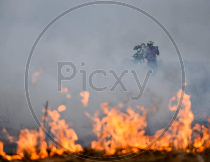 A farmer watches Stubble Burning of a Sugar Cane crop causing Smoke and Air Pollution