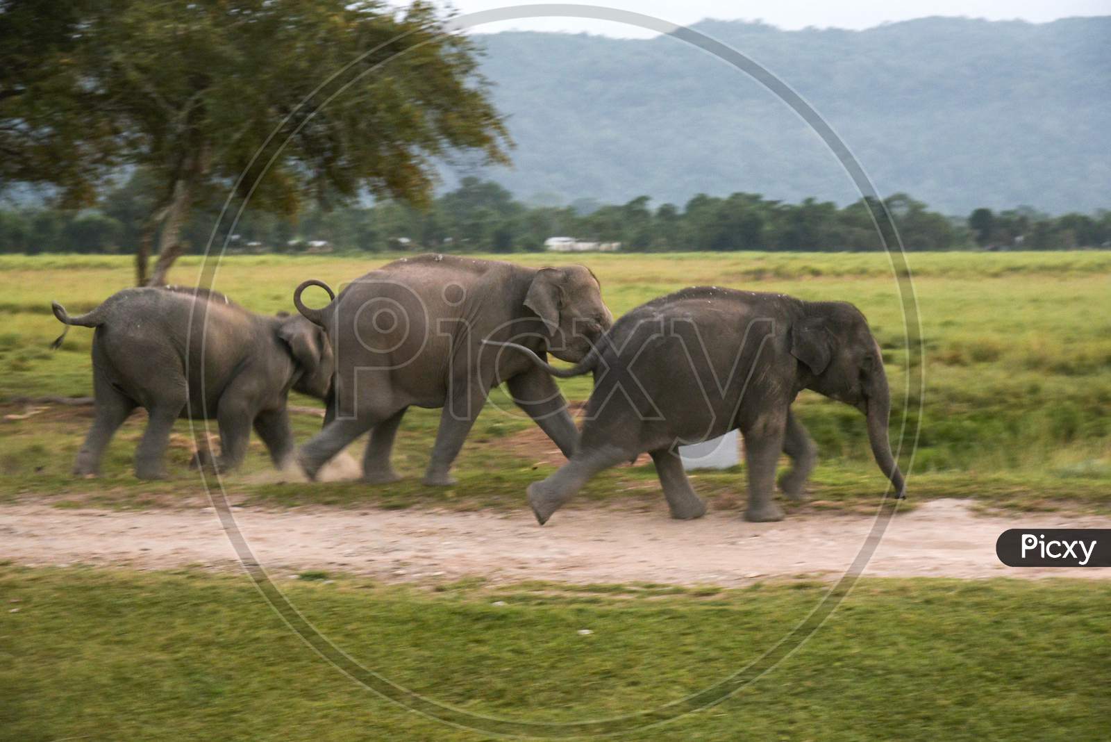 Elephants Running In Kaziranga National Park, Some 220 Km From Guwahati, The Capital City Of India'S Northeastern State Of Assam