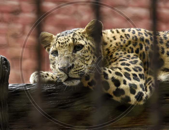 Cheetah Or Leopard In Zoo