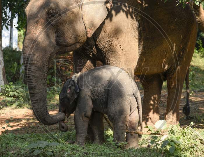 An Injured Elephant Baby In Kaziranga National Park , Assam