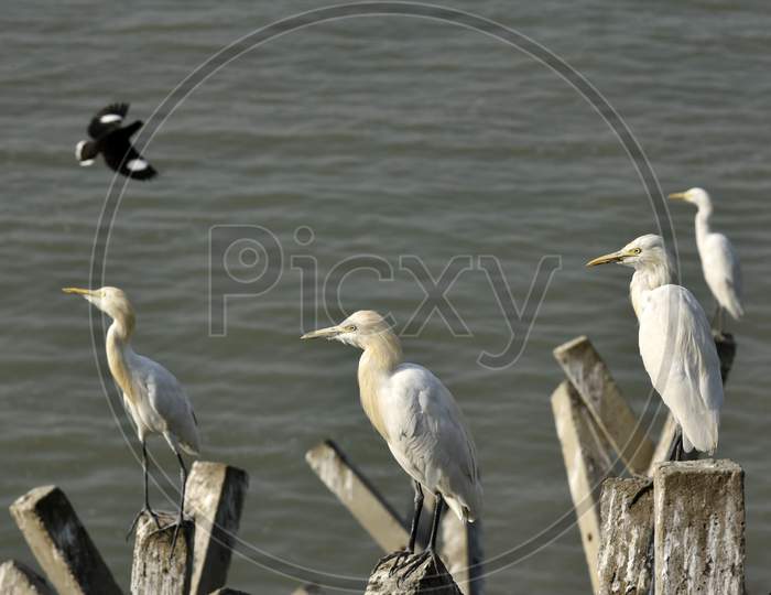 Egrets In The Banks Of Brahmaputra River.