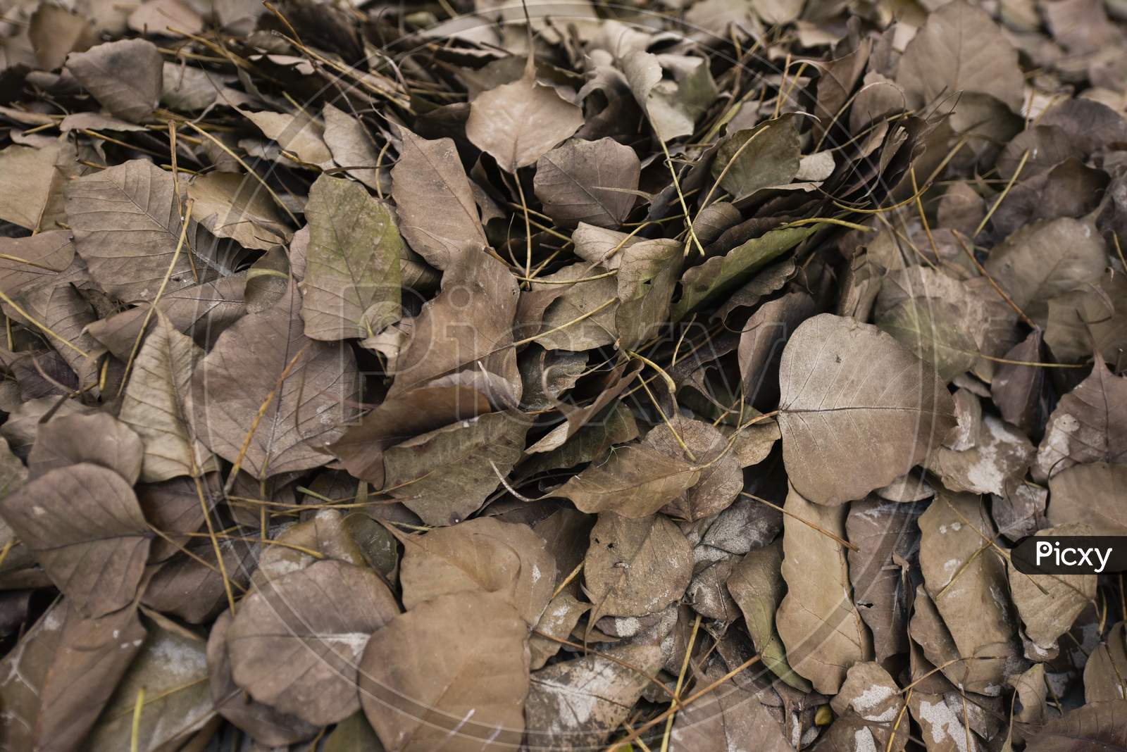 Dried Banyan Leafs On Ground Forming a Background