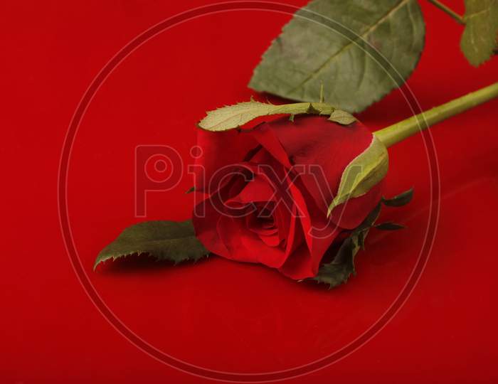 Red Rose Flower Over a red Background