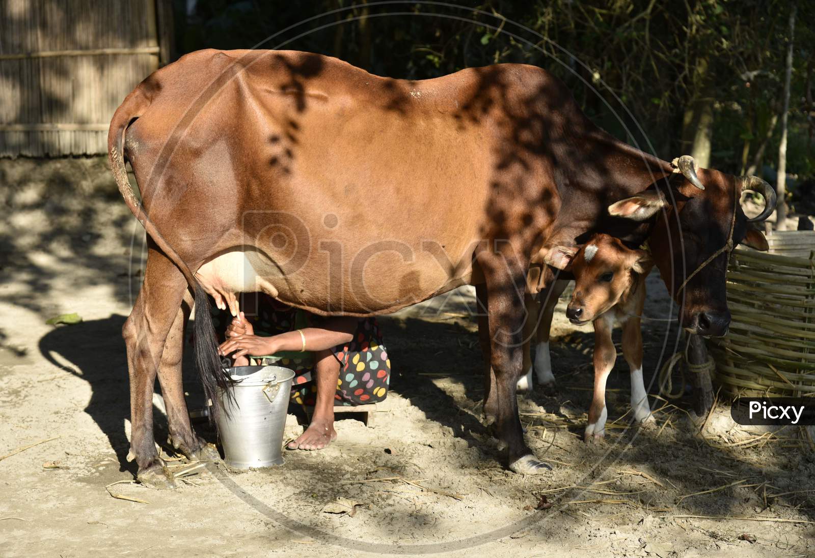 Indian Woman Milk A Cow By Hand, At Sarbhog In Barpeta District Of Assam