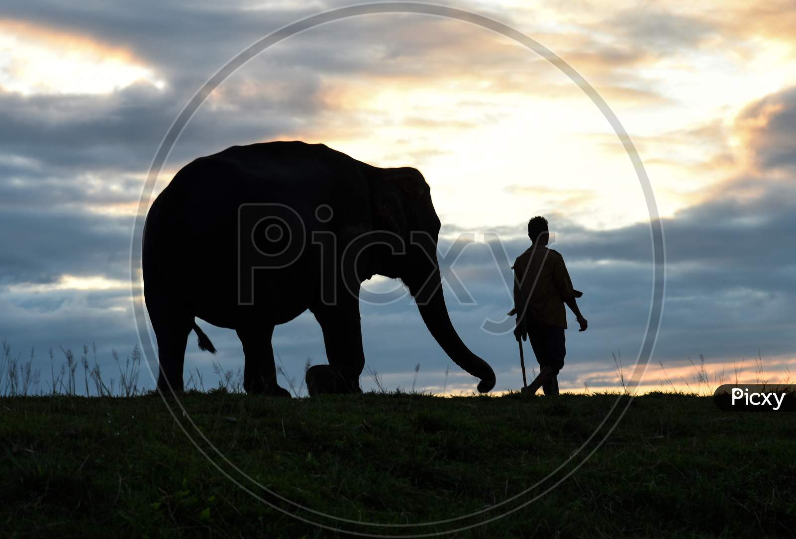Mahout With Elephants At Sunset In The Kaziranga National Park In Golaghat District Of Assam, India