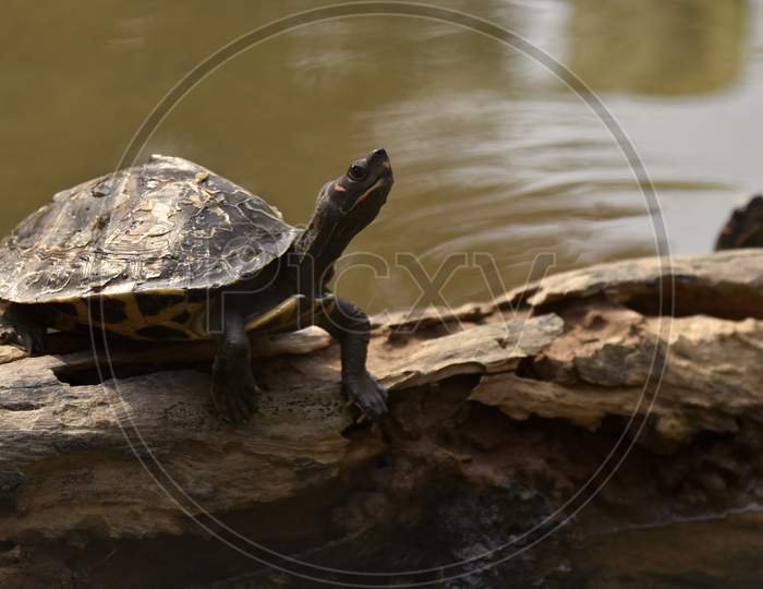 Image of Assam Roofed Turtle Also Known As Sylhet Roofed Turtle Bask In ...