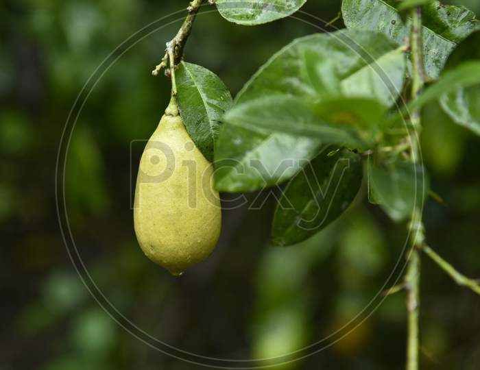 Lemon Fruit Growing on Plant Closeup