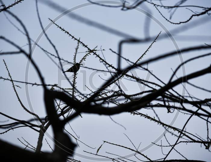Silhouette of Bird on A Tree