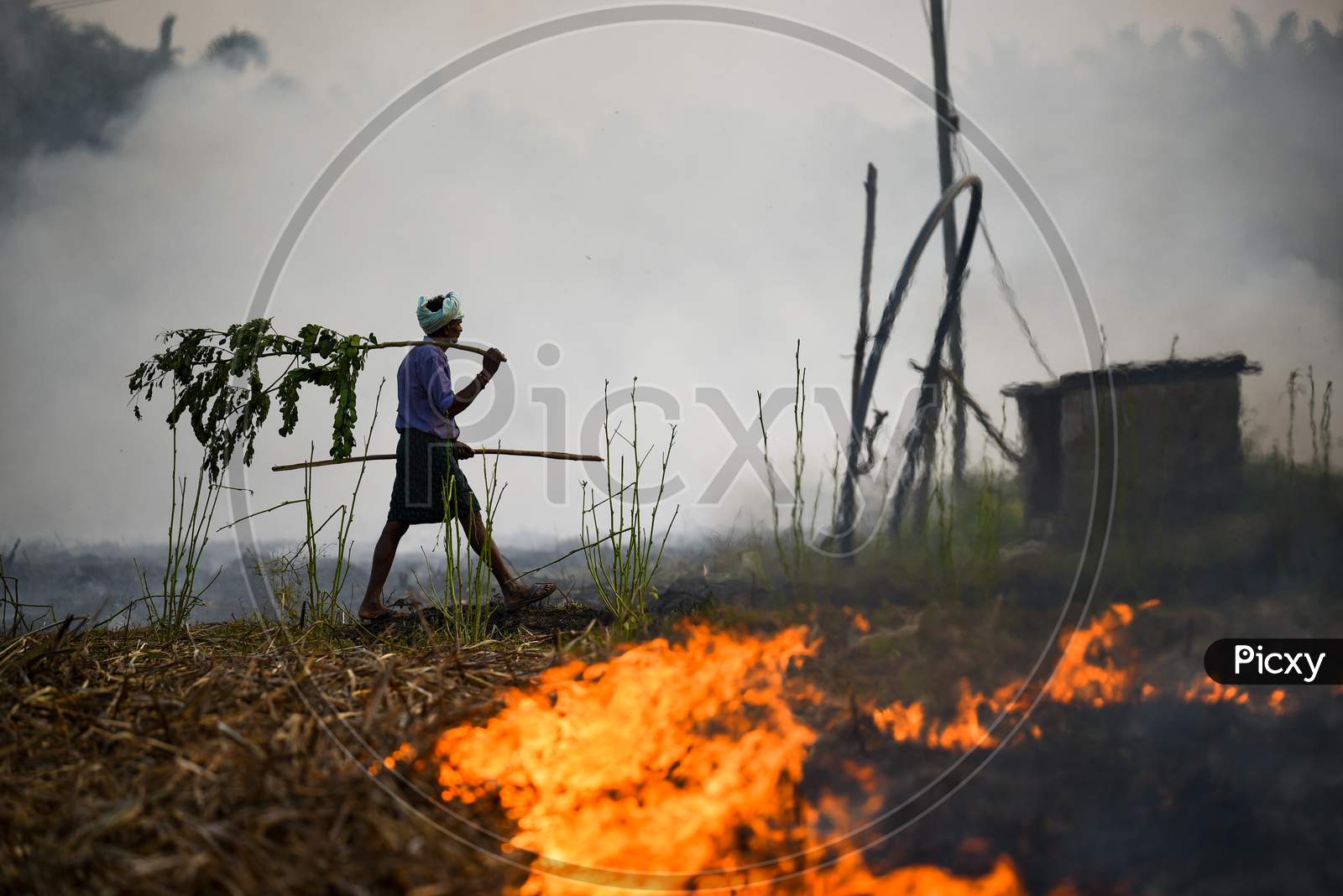 A Farmer watches the Stubble Burning or Crop Burning of the remains of his Sugar Cane Crop causing severe air pollution and smoke
